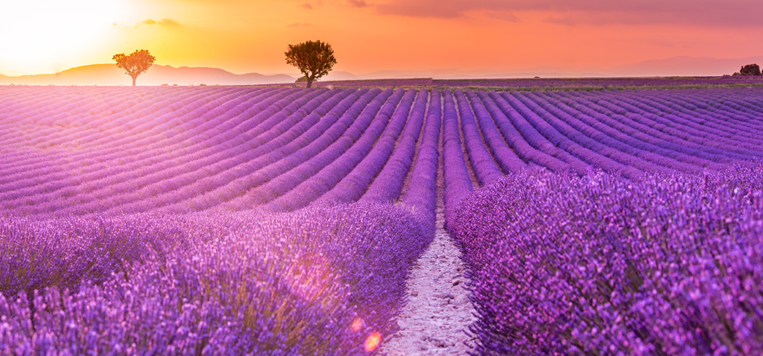 Lavender Fields, Provence, France