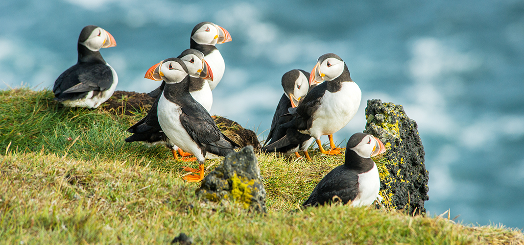 Puffins, Heimaey Coast, Iceland