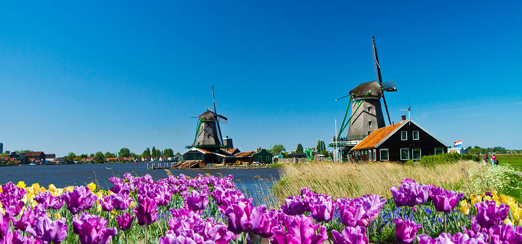 Windmills near Flower Field, Netherlands